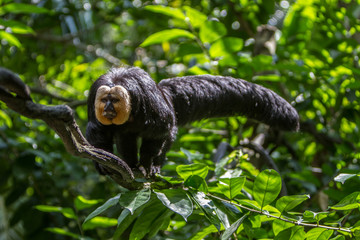 Naklejka premium White-faced saki monkey