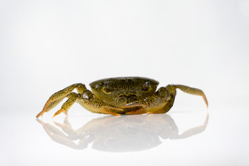 Somanniathelphusa on white background