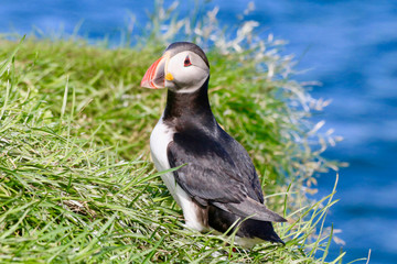 Papageitaucher auf Island