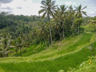 Fototapeta na wymiar rizieres Bali