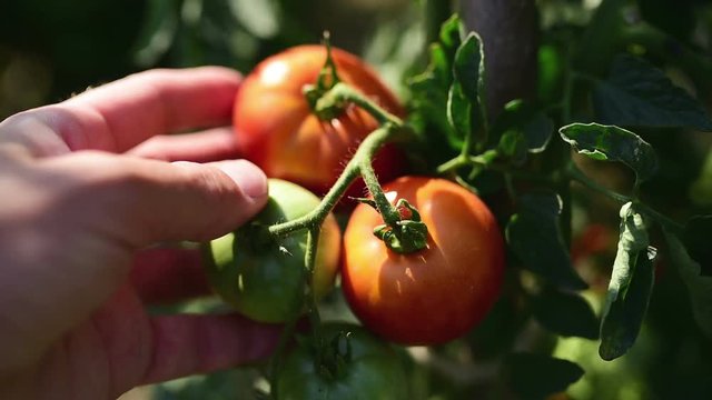 Farmer hand examining ripe organic tomato fruit in vegetable garden