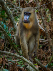 mandrill (Mandrillus sphinx)