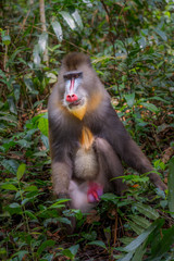 mandrill (Mandrillus sphinx)