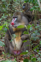 mandrill (Mandrillus sphinx)