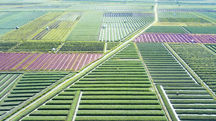 Rows of onion farmland and water irrigation