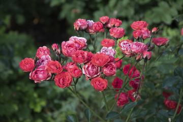 Rosen, pink, im Garten