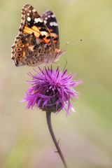 butterfly Painted Lady or Cosmopolitan - Vanessa cardui