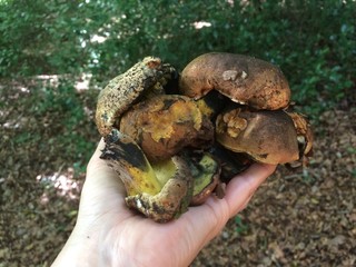 Überraschender Pilzfund