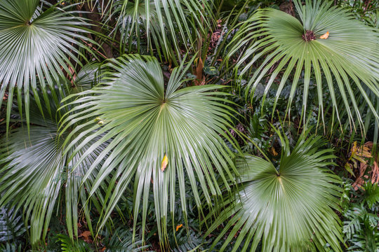 Iao Valley Ferns