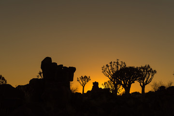 Fototapeta na wymiar Silhouettes at sunset of quiver trees and rocks at Garas