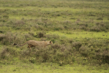 Cheetah in Serengeti