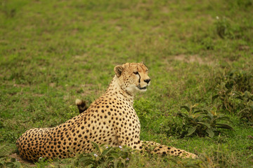 Fototapeta na wymiar Cheetah in Serengeti