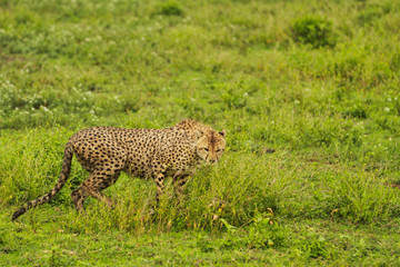 Cheetah in Serengeti