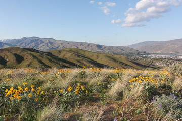 Wenatchee foothills with spring flowers
