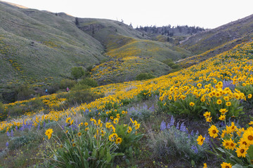 Spring flowers in Wenatchee foothills