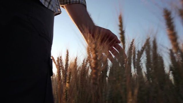 Male farmer's hand strokes mature wheat spikelets in cultivated field, slow motion