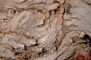 Closeup bark, rind or tree bark. Background texture, wallpaper.