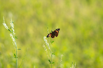 Painted Lady of North Dakota
