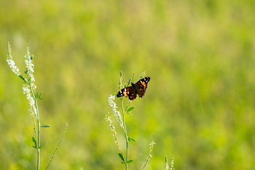 Painted Lady of North Dakota