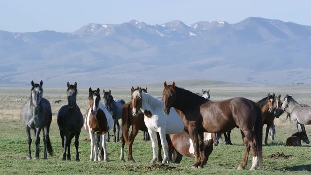 Group of horses standing as Paint walks through and shakes head