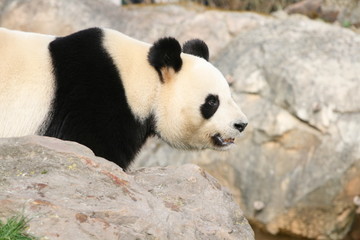 Fototapeta premium Panda