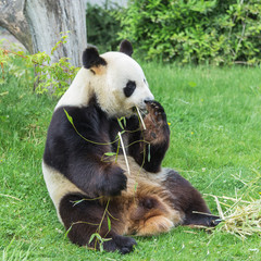 Fototapeta premium Giant panda sitting on the grass eating bamboo 