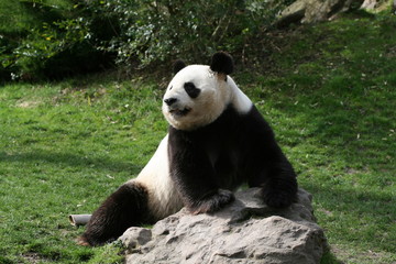 Fototapeta na wymiar Panda