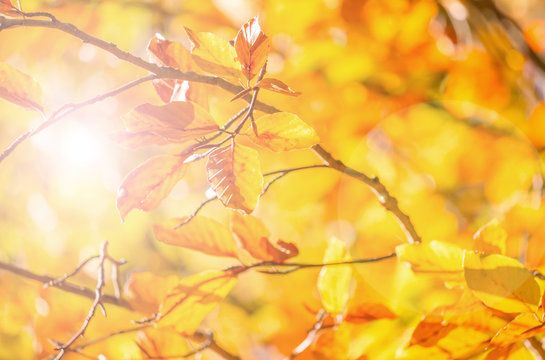 Herbstbl&auml;tter im Sonnenlicht