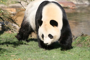 Fototapeta premium Panda