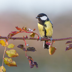 Cinciallegra su ramo in giardino