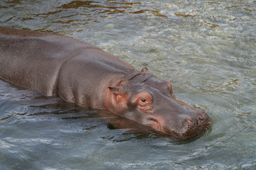 Fototapeta premium Hippopotame