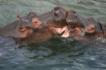 Hippopotames
