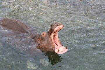 Fototapeta premium Hippopotame