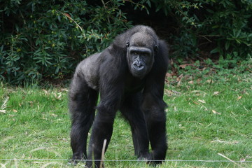 Monkey