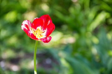 Obraz premium Red tulips on flowerbed in garden