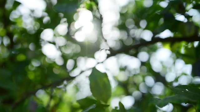Ripe organic plums on a tree branch in the orchard, selective focus with shallow depth of field and sunlight lens flare
