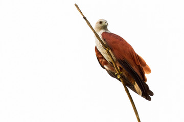 Hawk, A red-backed sea-eagle is seeking on the branch isolated on white background. With copy space and clipping path