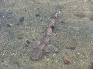 Une roussette piégée par la marée basse