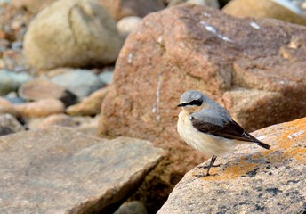 Fototapeta premium Traquet Motteux mâle