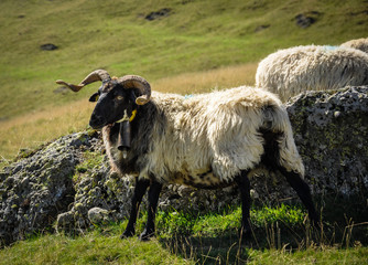 Fototapeta premium Typical Lacha Sheep, Jungle of Irati, Navarra, Spain