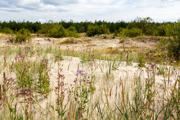 Light sand dunes on Baltic Sea beach