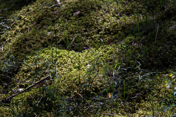 Sun-lighted pine tree forest in summer, Riga, Latvia