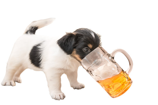 Hunde Welpe trink heimlich Bier - Jack Russell Terrier 4,5 Wochen alt
