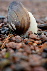 The mussel crawls on the rocks