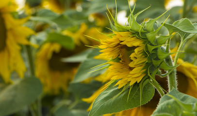 Sunflower flower, oil improves skin health and promote cell regeneration