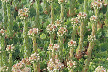 Blühender Hauswurz, Sempervivum