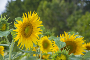 Sunflower flower, oil improves skin health and promote cell regeneration
