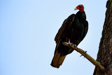 Cinereous Vulture