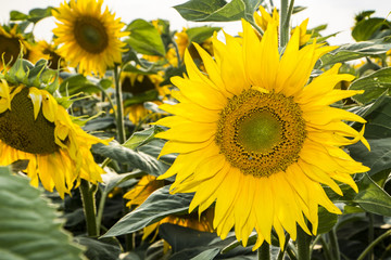 Sunflower flower, oil improves skin health and promote cell regeneration