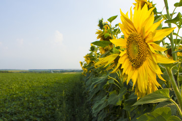 Sunflower flower, oil improves skin health and promote cell regeneration